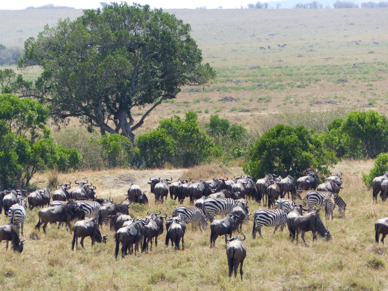 Zebras und Gnus - während einer Kenia Reise mit Keniaspezialist Reisekontor Schmidt Keniaurlaub.de
