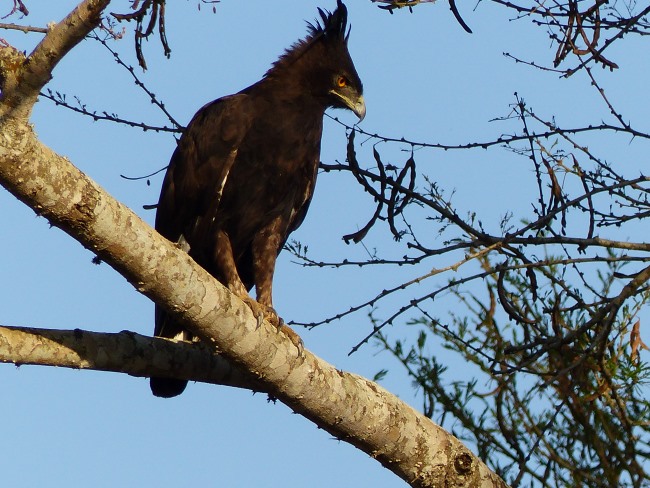 Vögel in Kenia: Schopfadler (Lophaetus occipitalis) im Tsavo NP in Kenia während einer Kenia Safari mit Keniaspezialist Reisekontor Schmidt Keniaurlaub.de