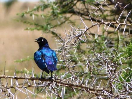 Schöner blauer Vogel in Afrika: Rüppel Glanzstar (Lamprotornis purpuroptera)