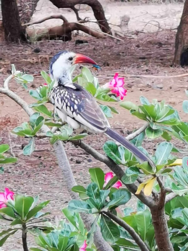 Vögel in Kenia: Rotschnabeltoko aus der Familie der Nashornvögel (ockus erythrorhynchus) in Kenia während einer Kenia Safari mit Keniaspezialist Reisekontor Schmidt Keniaurlaub.de