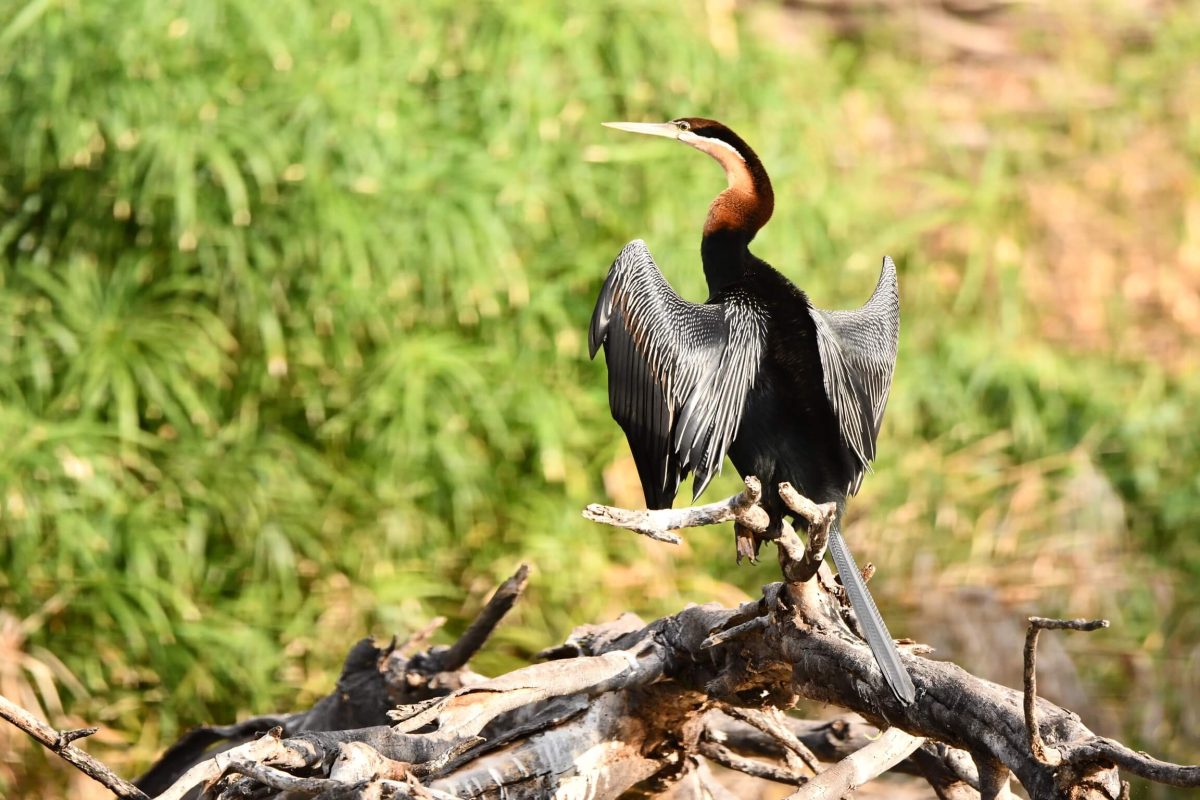 Vögel in Afrika: Afrikanischer Schlangenhalsvogel (Anhinga rufain)
