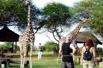 Abschlussabend-in-Kenia-Giraffenfuetterung-Gruppenreise