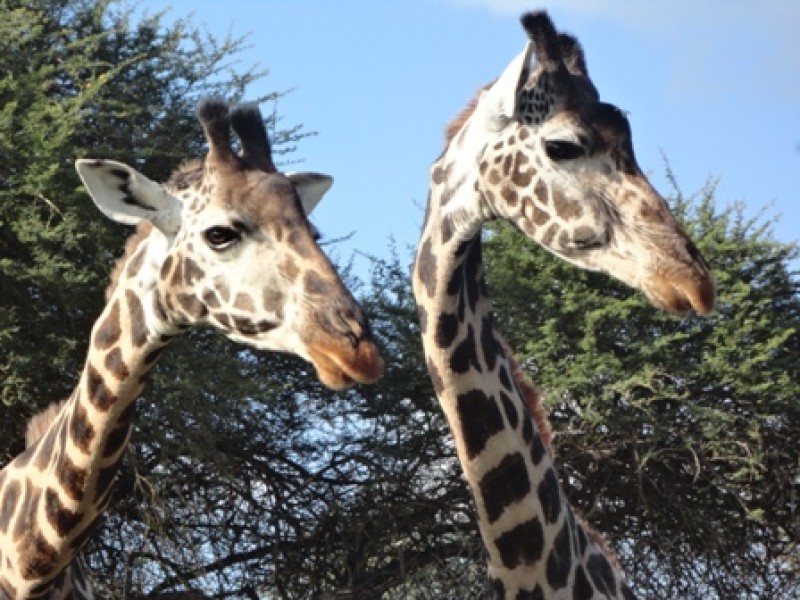 Giraffen-in-Kenia-Wildtierbeobachtung-Jeep-Safaritour