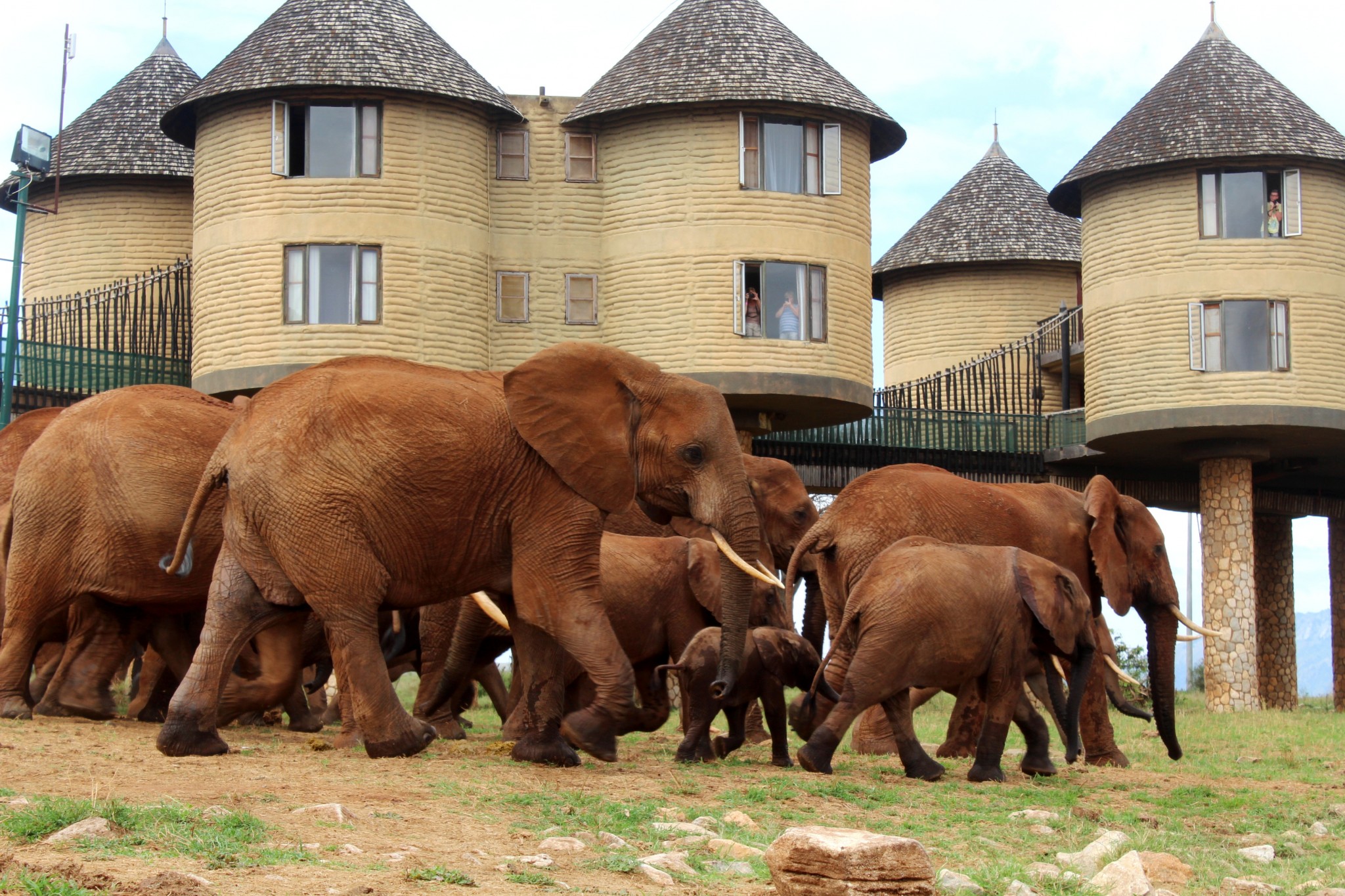 Elefanten am Wasserloch der Sarova Saltlick Game Lodge in Kenia