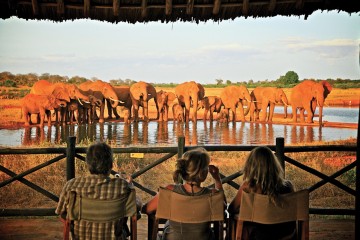 Blick auf Wasserloche mit Elefanten in der Voi Wildlife Lodge