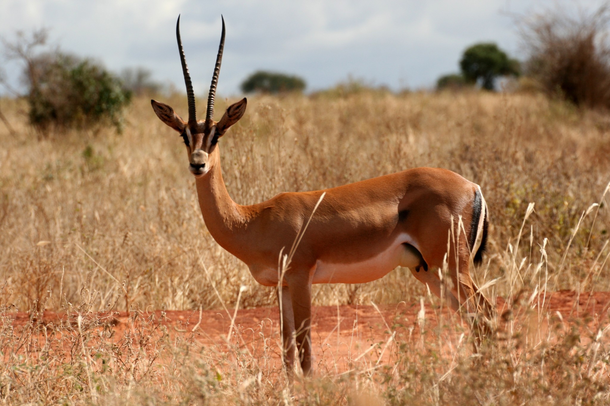 Gazelle im Tsavo Ost Nationalpark