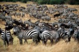 Masai Mara Nationalpark in Kenia2