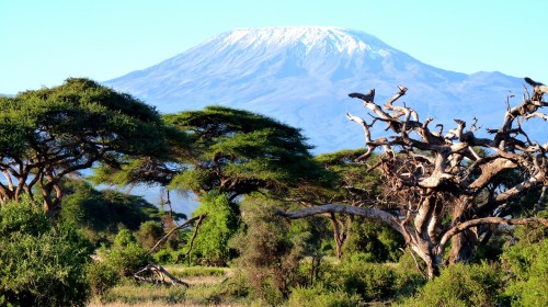 Amboseli Nationalpark in Kenia
