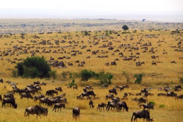 Masai Mara Safari - Great Migration - Große Tierwanderung in der Masai Mara in Kenia
