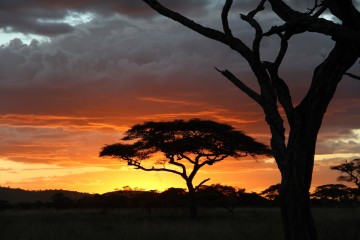 Kenia Safaritagebuch