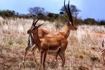 Impallas in Kenia - Safari