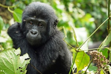 Gruppenreise Reisekontor Schmidt Gorilla Uganda Ruanda