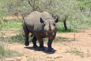 Nashorn im Tsavo Ost Kenia