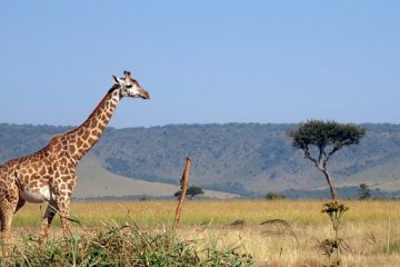 Giraffe in der Masai Mara Kenia