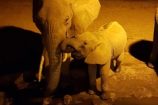 Elefanten-nachts-am-Wasserloch-Kenia-Safari-Urlaub-Reisen