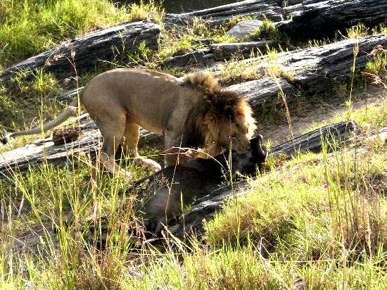 Kenia Urlaub Kenia Safari Reise Löwe mit Beute