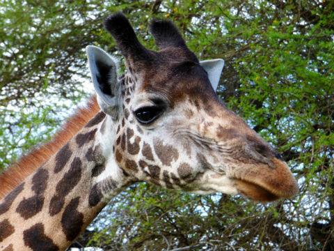 Giraffe bei einer Kenia Safari im Kenia Urlaub von Keniaspezialist Reisekontor Schmidt