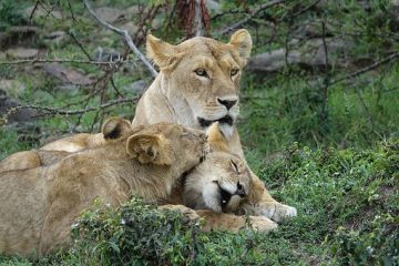 Kenia Safari in der Masai Mara mit Keniaspezialist Reisekontor Schmidt - Löwen