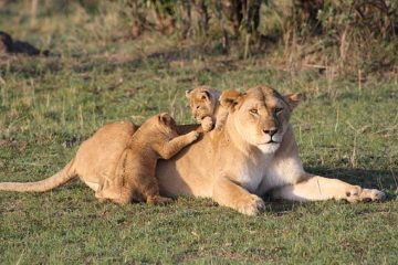 Kenia Safari Reise Löwen in der Masai Mara Keniaurlaub Safari