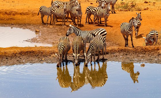 Zebras im Amboseli Nationalpark in Kenia während einer Kenia Safari Tour