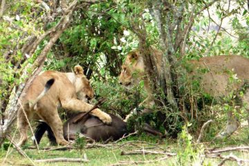 Kenia Reise mit Masai Mara Safaritour mit KeniaSpezialist Keniaurlaub.de reisekontor Schmidt Leipzig, Safaritour - Löwen fressen