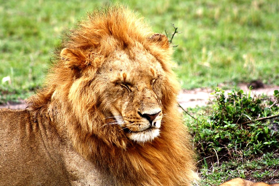 Löwe in der Masai Mara Kenia Safari Keniaurlaub