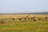 Kenia Reise mit Masai Mara Safaritour mit KeniaSpezialist Keniaurlaub.de Reisekontor Schmidt Leipzig, Safari Tour - Masai Mara Migration