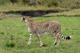 Kenia Reise mit Masai Mara Safaritour mit KeniaSpezialist Keniaurlaub.de Reisekontor Schmidt Leipzig, Safari Tour - Gepard