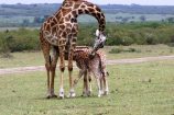 Kenia Reise mit Masai Mara Safaritour mit KeniaSpezialist Keniaurlaub.de Reisekontor Schmidt Leipzig, Safari Tour - Giraffe mit Babys