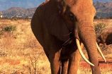 Elefant in Kenia während einer Kenia Safari Tour mit Keniaurlaub.de