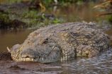 Krokodil während einer Kenia Safari