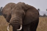 Elefant während einer Kenia Safari