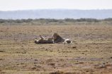 Löwenpärchen während einer Kenia Safari
