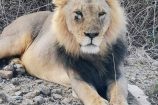 Löwe während einer Keniareise mit Safari von Keniaurlaub.de
