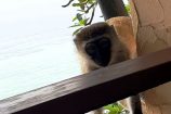 niedliches Äffchen zu BEsuch auf dem Balkon im Kenia Hotel Bahari Beach bei Keniaspezialistin Marina Schmidt