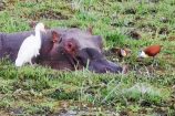 Flusspferd im Supf während einer Keniareise mit Safari