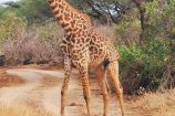 Giraffe während einer Keniareise mit Safari